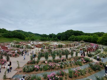 ぎふワールド・ローズガーデンに投稿された画像（2024/5/19）