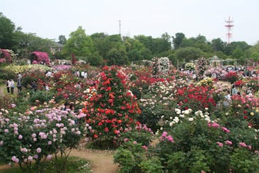 京成バラ園に投稿された画像（2024/5/19）