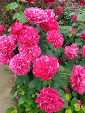 横浜イングリッシュガーデンに投稿された画像（2024/5/19）