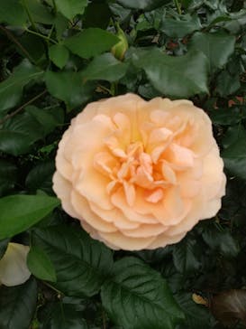 横浜イングリッシュガーデンに投稿された画像（2024/5/19）