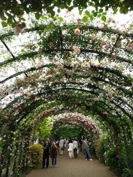 横浜イングリッシュガーデンに投稿された画像（2024/5/19）