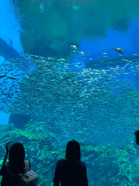仙台うみの杜水族館に投稿された画像（2024/5/19）