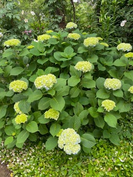 横浜イングリッシュガーデンに投稿された画像（2024/5/19）