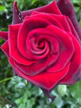 横浜イングリッシュガーデンに投稿された画像（2024/5/19）