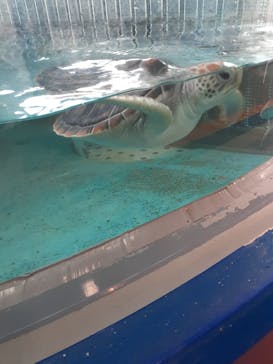 串本海中公園水族館に投稿された画像（2024/5/19）
