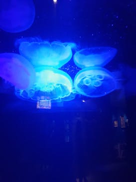 串本海中公園水族館に投稿された画像（2024/5/19）