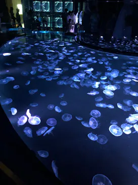 すみだ水族館に投稿された画像（2024/5/19）