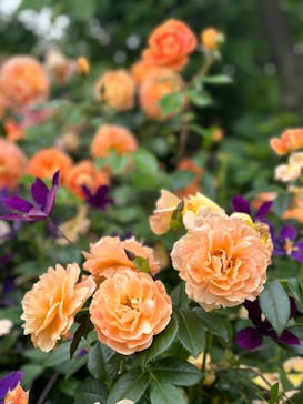 横浜イングリッシュガーデンに投稿された画像（2024/5/19）