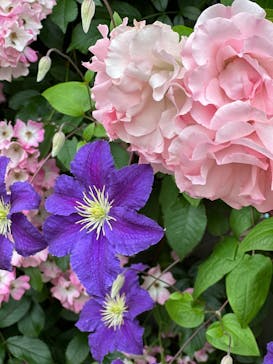 横浜イングリッシュガーデンに投稿された画像（2024/5/19）