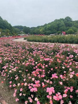 ぎふワールド・ローズガーデンに投稿された画像（2024/5/19）