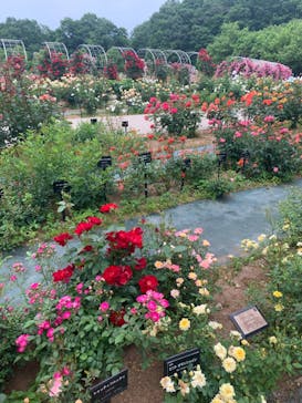 ぎふワールド・ローズガーデンに投稿された画像（2024/5/19）