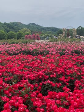 ぎふワールド・ローズガーデンに投稿された画像（2024/5/19）