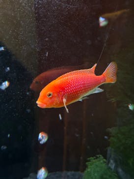 NARA KINGYO MUSEUMに投稿された画像（2024/5/19）