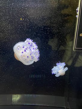 アクアワールド茨城県大洗水族館に投稿された画像（2024/5/19）