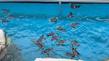 アクアワールド茨城県大洗水族館に投稿された画像（2024/5/19）