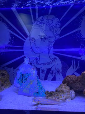 マクセル アクアパーク品川に投稿された画像（2024/5/19）