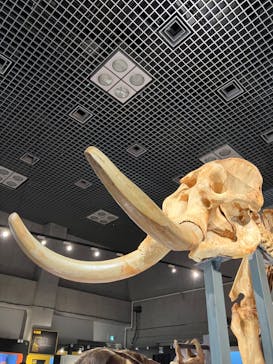 特別展「大哺乳類展３－わけてつなげて大行進」に投稿された画像（2024/5/19）