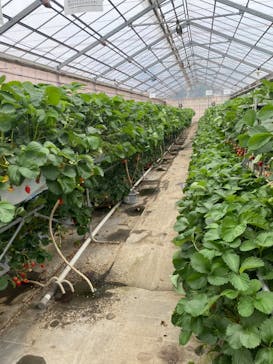 くにちゃんふぁ～むに投稿された画像（2024/5/19）