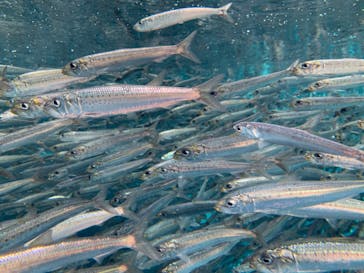 環境水族館アクアマリンふくしまに投稿された画像（2024/5/19）