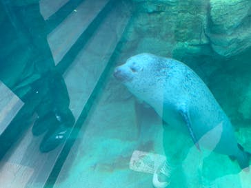 環境水族館アクアマリンふくしまに投稿された画像（2024/5/19）