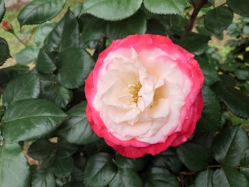 いばらきフラワーパークに投稿された画像（2024/5/19）