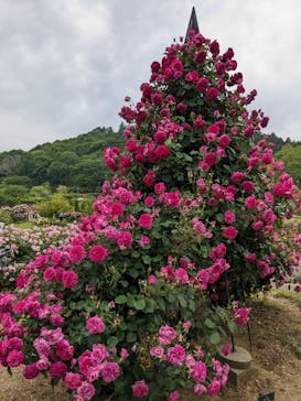 いばらきフラワーパークに投稿された画像（2024/5/19）