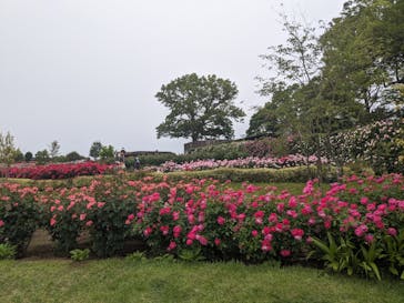 いばらきフラワーパークに投稿された画像（2024/5/19）