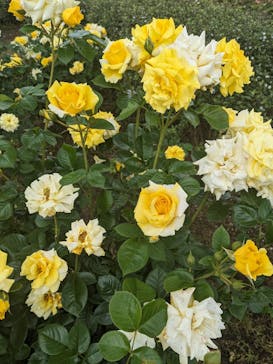 いばらきフラワーパークに投稿された画像（2024/5/19）