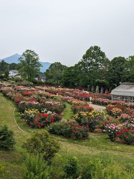 いばらきフラワーパークに投稿された画像（2024/5/19）