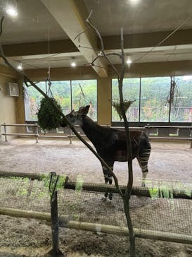 よこはま動物園ズーラシアに投稿された画像（2024/5/19）