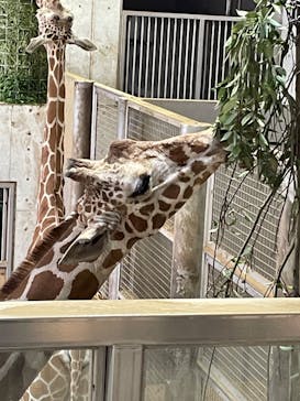 よこはま動物園ズーラシアに投稿された画像（2024/5/19）