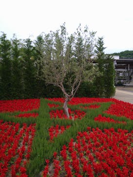 ぎふワールド・ローズガーデンに投稿された画像（2024/5/19）