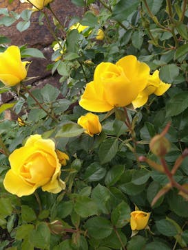 ぎふワールド・ローズガーデンに投稿された画像（2024/5/19）