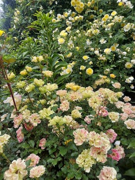 横浜イングリッシュガーデンに投稿された画像（2024/5/19）