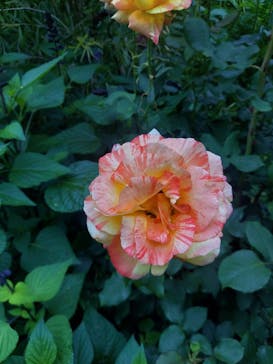 横浜イングリッシュガーデンに投稿された画像（2024/5/19）