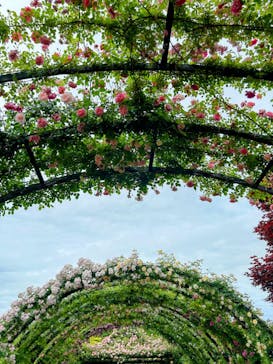 横浜イングリッシュガーデンに投稿された画像（2024/5/19）