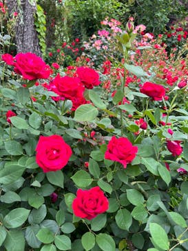 横浜イングリッシュガーデンに投稿された画像（2024/5/19）