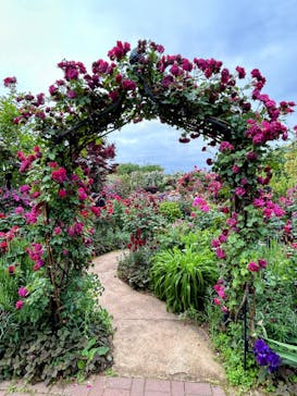 横浜イングリッシュガーデンに投稿された画像（2024/5/19）