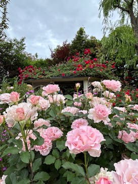 横浜イングリッシュガーデンに投稿された画像（2024/5/19）