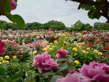 京成バラ園に投稿された画像（2024/5/19）