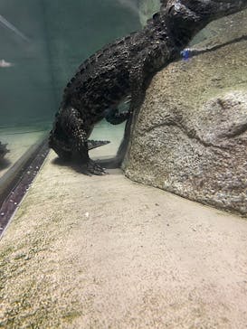 DMMかりゆし水族館に投稿された画像（2024/5/19）