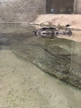 DMMかりゆし水族館に投稿された画像（2024/5/19）