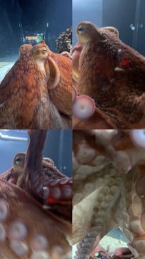 DMMかりゆし水族館に投稿された画像（2024/5/19）