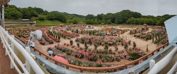 ぎふワールド・ローズガーデンに投稿された画像（2024/5/19）