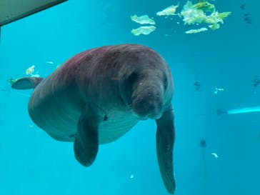 沖縄美ら海水族館に投稿された画像（2024/5/19）