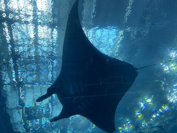 沖縄美ら海水族館に投稿された画像（2024/5/19）