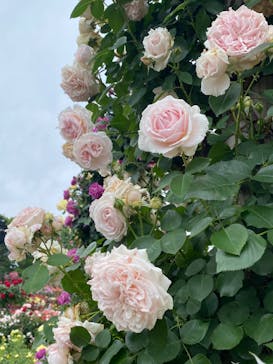 京成バラ園に投稿された画像（2024/5/19）