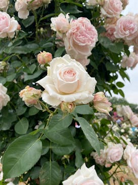 京成バラ園に投稿された画像（2024/5/19）