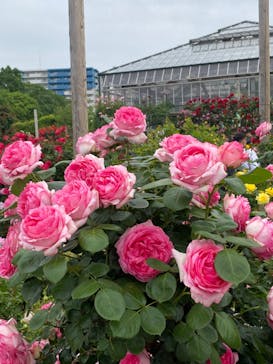 京成バラ園に投稿された画像（2024/5/19）
