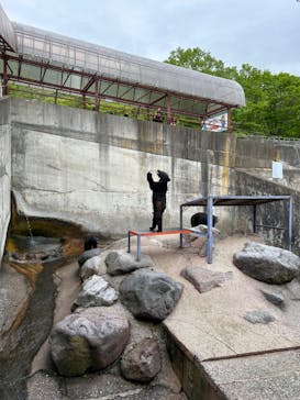 奥飛騨クマ牧場に投稿された画像（2024/5/19）